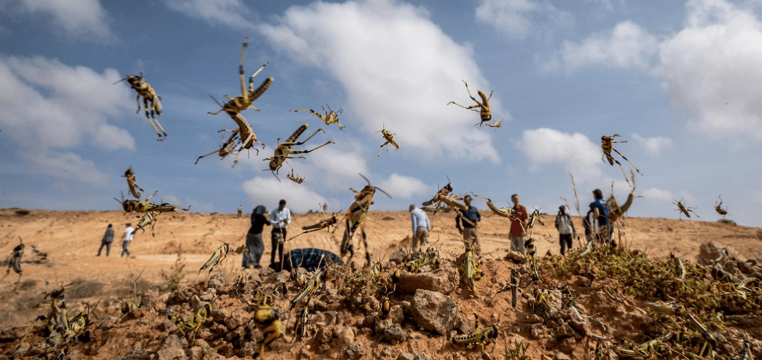 الجراد الغض (الذي لم يكتمل نمو أجنحته) يقفز بالقرب من صحراء بونتلاند، شمال شرق الصومال (أ ف ب)