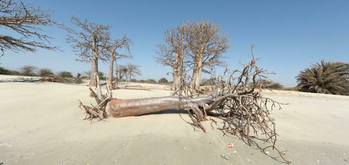 صورة ملتقطة في العام 2013 في السنغال لشجرة قضت عليها عوامل التغيّر المناخي
