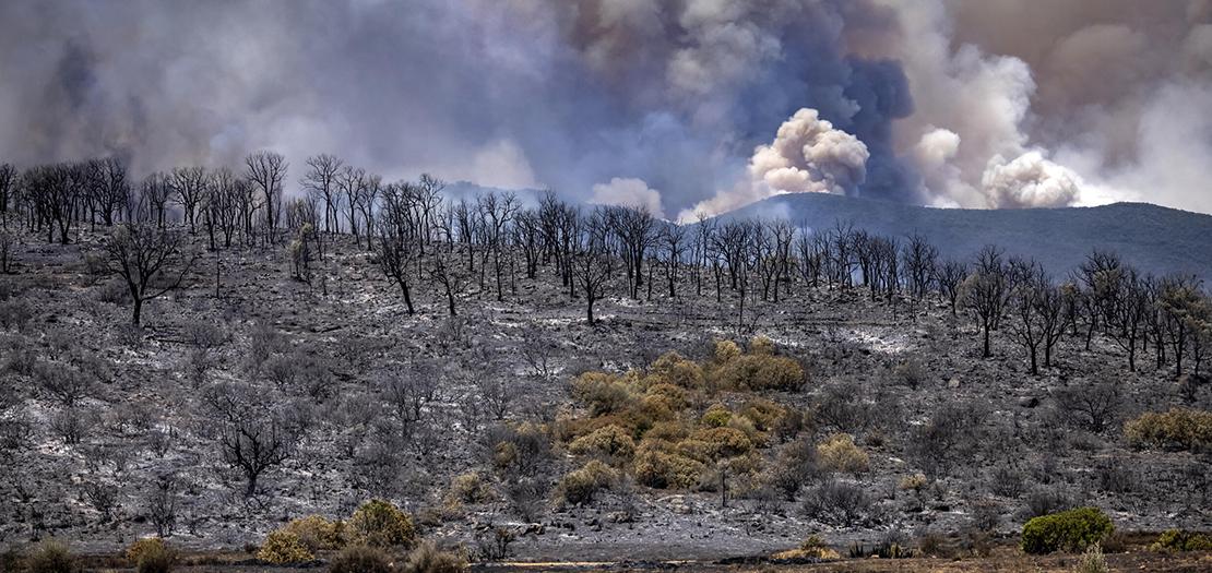أشجار محترقة بعد حرائق كثيفة في منطقة العرائش شمال المغرب في 14 تموز 2022