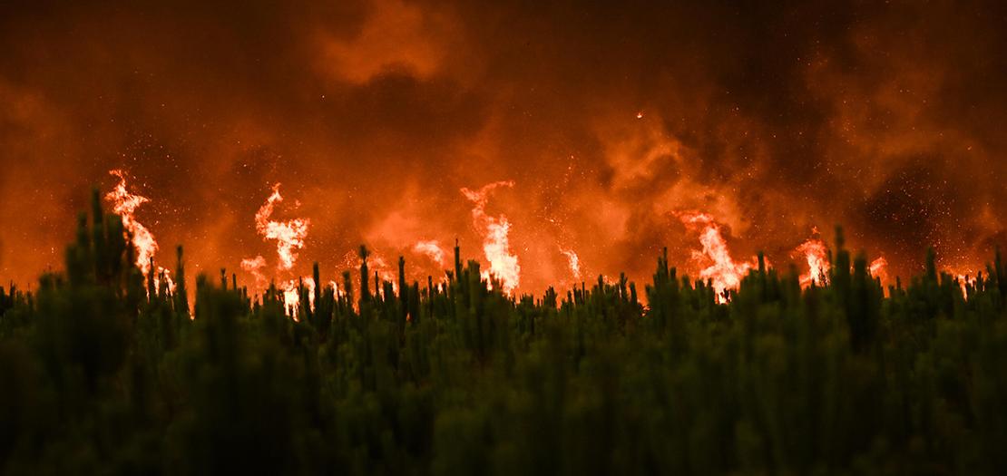 سنة 2021 شهدت أسوأ حرائق الغابات منذ بداية القرن