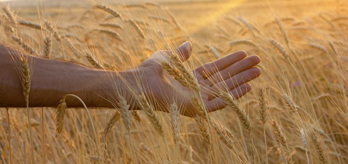 سِلسلة قِراءات كِتابيّة بين العَهدَّين (حك 12: 13- 19؛ مت 13: 24- 43)