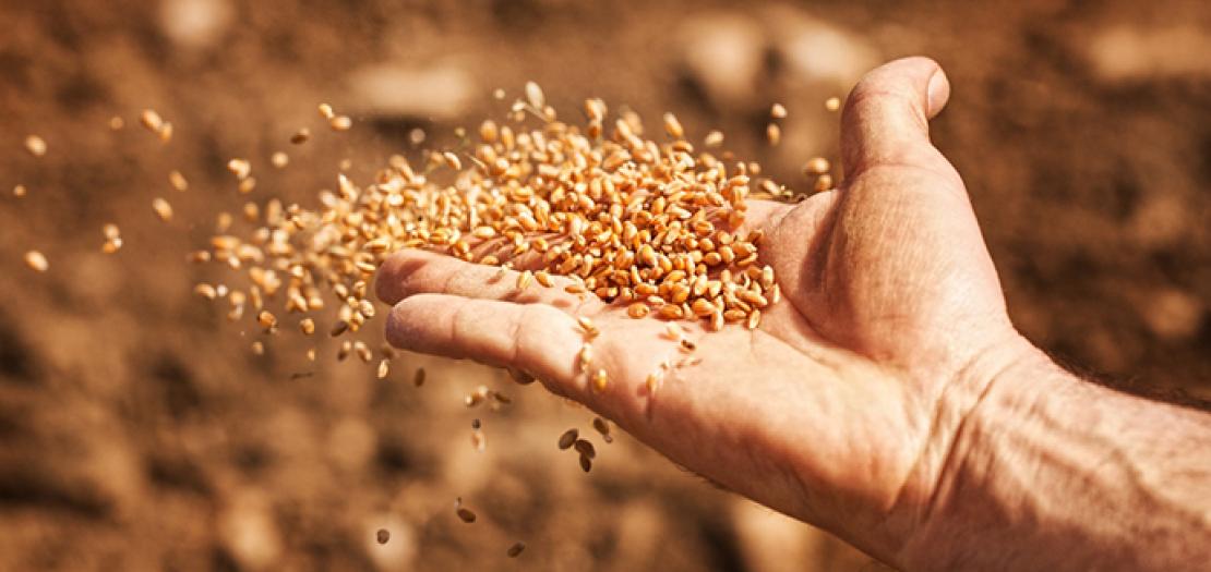 سِلسلة قِراءات كِتابيّة بين العَهدَّين (اش 55: 10- 11؛ مت 13: 1- 23)