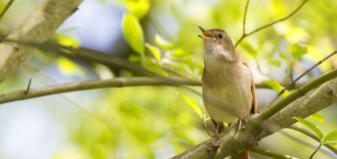 غرّدْ أيُّها ٱلعندليبُ وٱصدحْ!